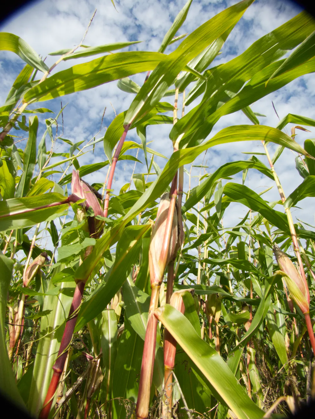 Nahaufnahme von Mais auf einem Feld