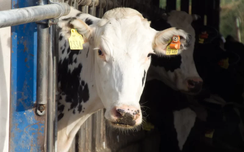 Bild einer schwarz-weißen Kuh